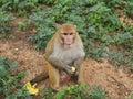 Lovely monkey feeding banana