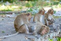 Lovely Monkey (Long-Tailed Macaque) cleaning each other