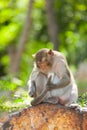 Lovely Monkey (Long-Tailed Macaque) cleaning her tail
