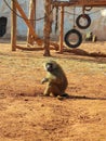 A lovely monkey is playing alone