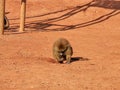 A lovely monkey playing alone. High quality photo