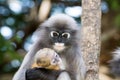 Lovely monkeys,cute Macaque glasses,funny monkey lives in a natu Royalty Free Stock Photo