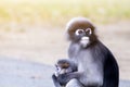 Lovely monkeys,cute Macaque glasses,funny monkey lives in a natural forest of Thailand Royalty Free Stock Photo