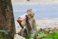 Lovely monkeys, funny monkey Royalty Free Stock Photo