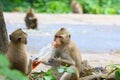 Lovely monkeys, funny monkey Royalty Free Stock Photo