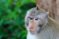 Lovely monkeys, funny monkey Royalty Free Stock Photo