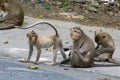 Lovely monkeys, funny monkey Royalty Free Stock Photo