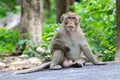 Lovely monkeys, funny monkey Royalty Free Stock Photo