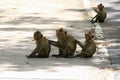 Lovely monkeys, funny monkey Royalty Free Stock Photo