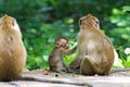 Lovely monkeys, funny monkey Royalty Free Stock Photo