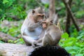 Lovely monkeys, funny monkey Royalty Free Stock Photo