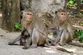 Lovely monkeys, funny monkey Royalty Free Stock Photo