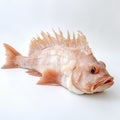 Lovely Monkfish: Real Photo Of An Old Male Codlike Fish On White Background