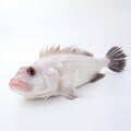 Lovely Monkfish: Visual Kei Style Fish On White Surface