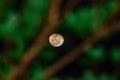 how the moon looks through a tree in late night