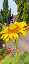 Lovely morning sunflower