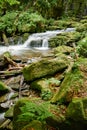 Lovely mountain stream with rocky banks overgrown with greenery.