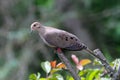 A Lovely Mourning Dove Balanced Atop a Branch End - Zenaida macroura Royalty Free Stock Photo