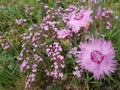 Lovely Nature Flowers in the Green