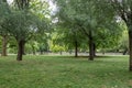 Lovely nature, stunning trees with bright green leafs being lit the the sun. Finsbury Park Royalty Free Stock Photo