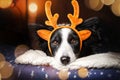 lovely new year portrait border collie magic