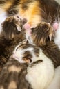 Lovely newborn kittens eatin milk from cat mom Royalty Free Stock Photo