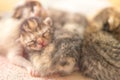 Lovely newborn kittens sleep, small baby animals sleeping, domestic pets