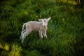 Lovely newborn lamb enjoying the serenity of the meadow. Charming image. Royalty Free Stock Photo