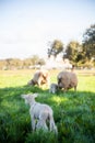 Lovely newborn lamb enjoying the serenity of the meadow. Charming image. Royalty Free Stock Photo