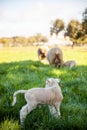 Lovely newborn lamb enjoying the serenity of the meadow. Charming image. Royalty Free Stock Photo