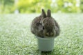 Lovely newborn rabbit baby bunny sitting in white bathtub on green grass over bokeh nature background. Cuddly rabbit brown bunny