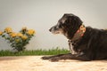 Lovely old black mixed-breed dog, wearing a colorful handmade collar, lying in the garden