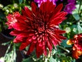 LOVELY ORANGE-COLOURED CRYSANTHEMUM