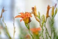 Lovely orange exotic tropical flower 1