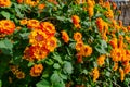 Lovely orange flowers in the city public garden