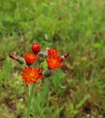 The lovely orange flowers of Pilosella aurantiaca Hieracium aurantiacum also known as Orange Hawkweed and Fox and Cubs is a perenn Royalty Free Stock Photo