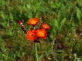 The lovely orange flowers of Pilosella aurantiaca Hieracium aurantiacum also known as Orange Hawkweed and Fox and Cubs is a perenn Royalty Free Stock Photo