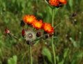 The lovely orange flowers of Pilosella aurantiaca Hieracium aurantiacum also known as Orange Hawkweed and Fox and Cubs is a perenn Royalty Free Stock Photo