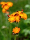 The lovely orange flowers of Pilosella aurantiaca Hieracium aurantiacum Royalty Free Stock Photo