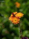 The lovely orange flowers of Pilosella aurantiaca Hieracium aurantiacum Royalty Free Stock Photo