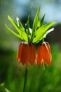 Lovely orange lower grows in sunny garden Royalty Free Stock Photo