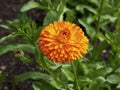 Lovely orange marigold flower and bud, variety Calendula Citrus Twist Royalty Free Stock Photo