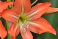 The lovely Orange Mexican Lily Flower