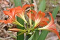 Burnt orange Mexican Lily Flower cluster from behind