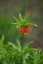 Lovely orange royal grouse flower grows in the garden Royalty Free Stock Photo