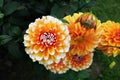 Lovely orange-white dahlia flowers.