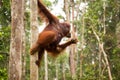 Lovely orangutan family hanging on the tree. Royalty Free Stock Photo