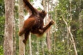 Lovely orangutan family hanging on the tree. Royalty Free Stock Photo