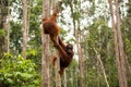 Lovely orangutan family hanging on the tree. Royalty Free Stock Photo