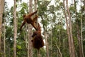 Lovely orangutan family hanging on the tree. Royalty Free Stock Photo